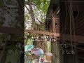 神木のガジュマルの木の上生活４日目　inチェンマイ・タイ　#shortclip #naturelovers #チェンマイ #treehouse