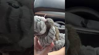 Baby Marmoset Monkey Cuddles With New Stuffed Cat Toy