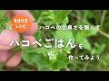 【野草術】ハコベの土臭さを無くす方法！春の七草ハコベごはん〜冬から春に食べられる野草レシピ