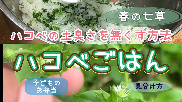ハコベの土臭さを無くす方法 春の七草ハコベごはん 冬から春に食べられる野草レシピ Youtube
