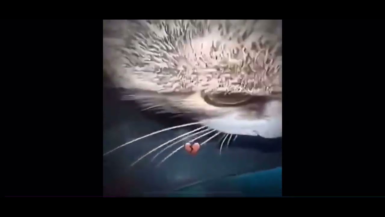 Кот нассал🤣🤣 - YouTube