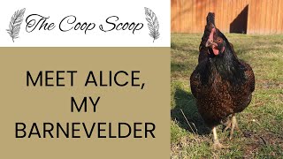 Meet my Barnevelder Alice and learn about the breed