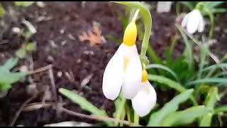 Enkelbloemige Sneeuwklokjes In De Palmentuin,