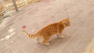 Кот говорит ПОМОГИ МНЕ. Кот пришёл к людям. Я и моя семья в деревне, в Иордании. Актуальные события.