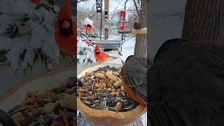 A tornado watch yesterday to a blizzard warning this morning #birds #birdcam #nature #spring #asmr