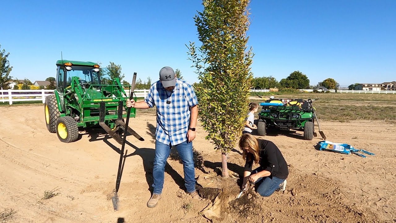 Ask a Master Gardener — Create a snag; give old trees new life