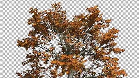 Sassafras Top of the Tree is Swaying at the Wind | Motion Graphics - Envato elements