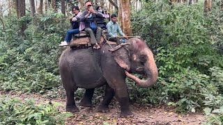 Elephant Ride in Chitwan National Park | Sauraha, Chitwan