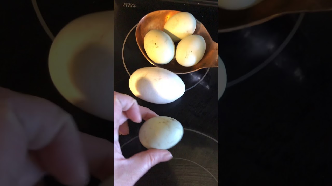 HUGE CHICKEN EGG OPENING YouTube