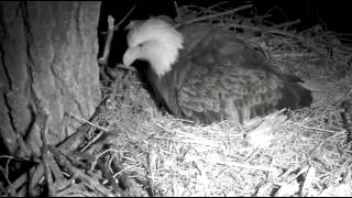 Decorah Eagles Mom Lays Her Second Egg\&View Of Both Eggs 2\/21\/16