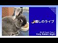 【癒しライブ】うさぎのウルフねむねむ定点 🌙 まったり夜時間|Cozy Rabbit Night (No Talk)