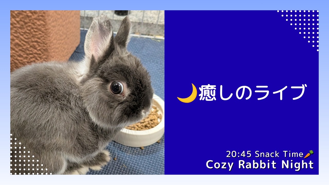 【癒しライブ】うさぎのウルフねむねむ定点 🌙 まったり夜時間|Cozy Rabbit Night (No Talk)
