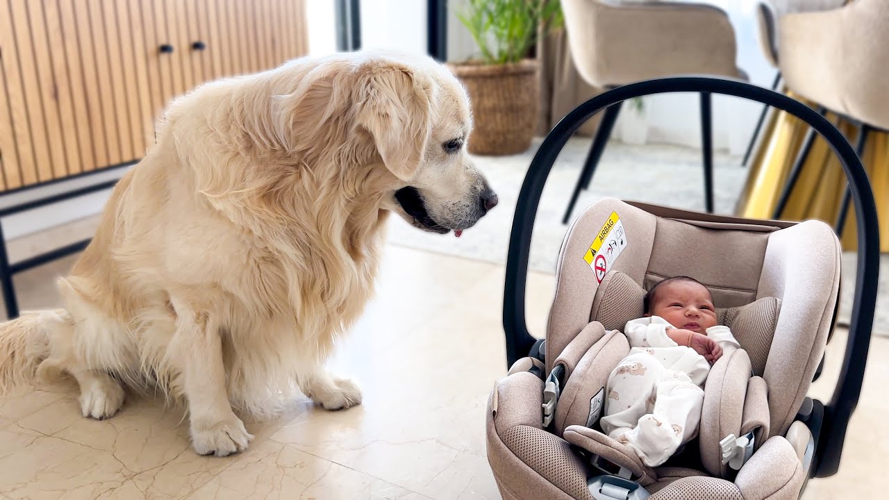 Golden Retriever Meets Newborn Baby for the First Time