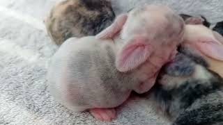 4 days old Baby Rabbits 💜 SEXTUPLETS Cute MINI LOP Baby Bunnies Growth Video