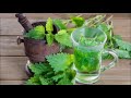 Nettle Tea Benefits and Warnings