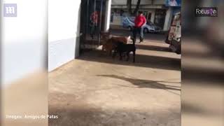 Loyal dogs wait outside hospital in Brazil for owner after stroke