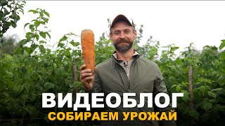 видео: ВИДЕОБЛОГ: СТАЛО ХОЛОДАТЬ, НУЖНО УРОЖАЙ СПАСАТЬ. Сбор урожая и подготовка грядок к посадке клубники. картинка: ВИДЕОБЛОГ: СТАЛО ХОЛОДАТЬ, НУЖНО УРОЖАЙ СПАСАТЬ. Сбор урожая и подготовка грядок к посадке клубники.