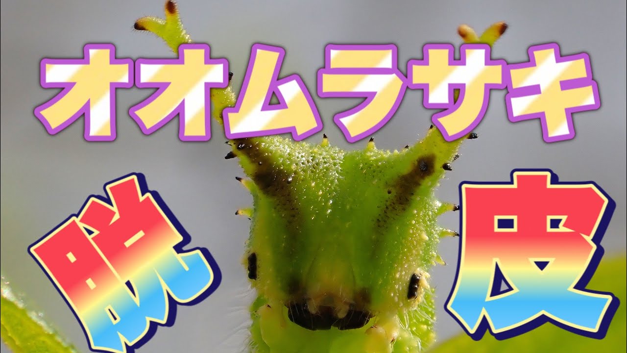 必見！】オオムラサキ（Sasakia charonda）越冬幼虫、いよいよ脱皮が