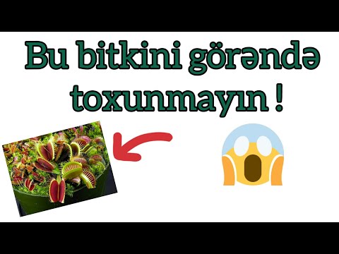 Video: Eynşteynin Nisbilik Nəzəriyyəsində Səhv Nədir