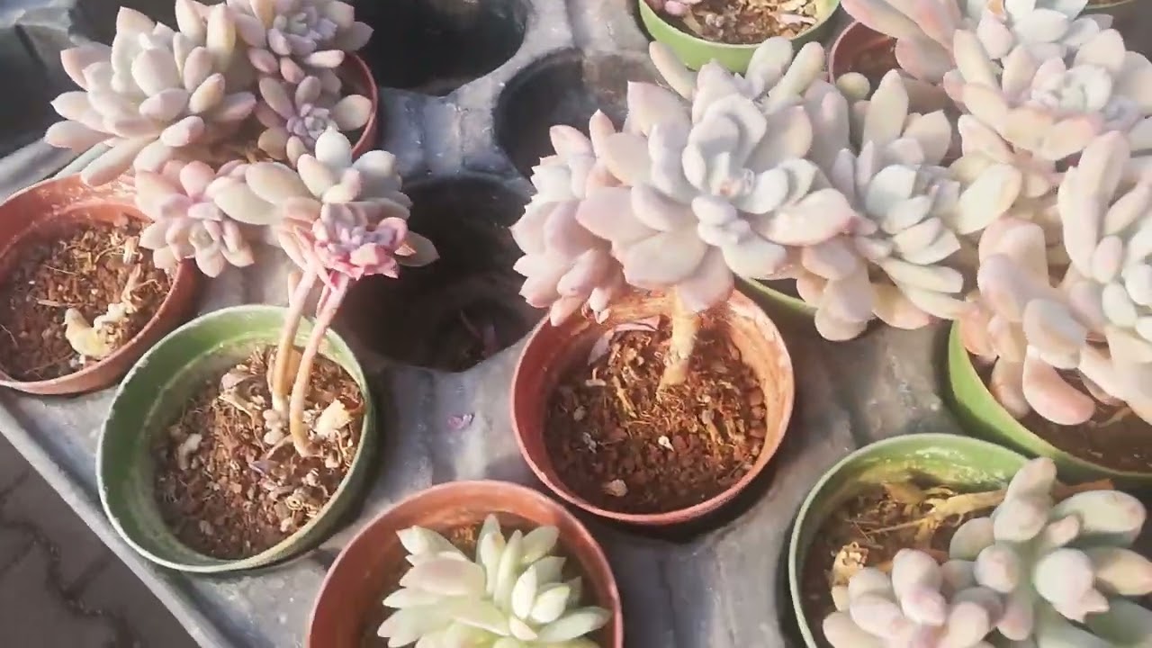 Antaly'da kaktüs sukulent serası gezdim🌵🍁#ısparta #burdur #antalya