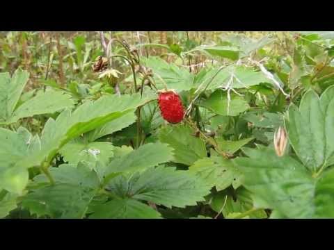 Video: Metsmaasikas