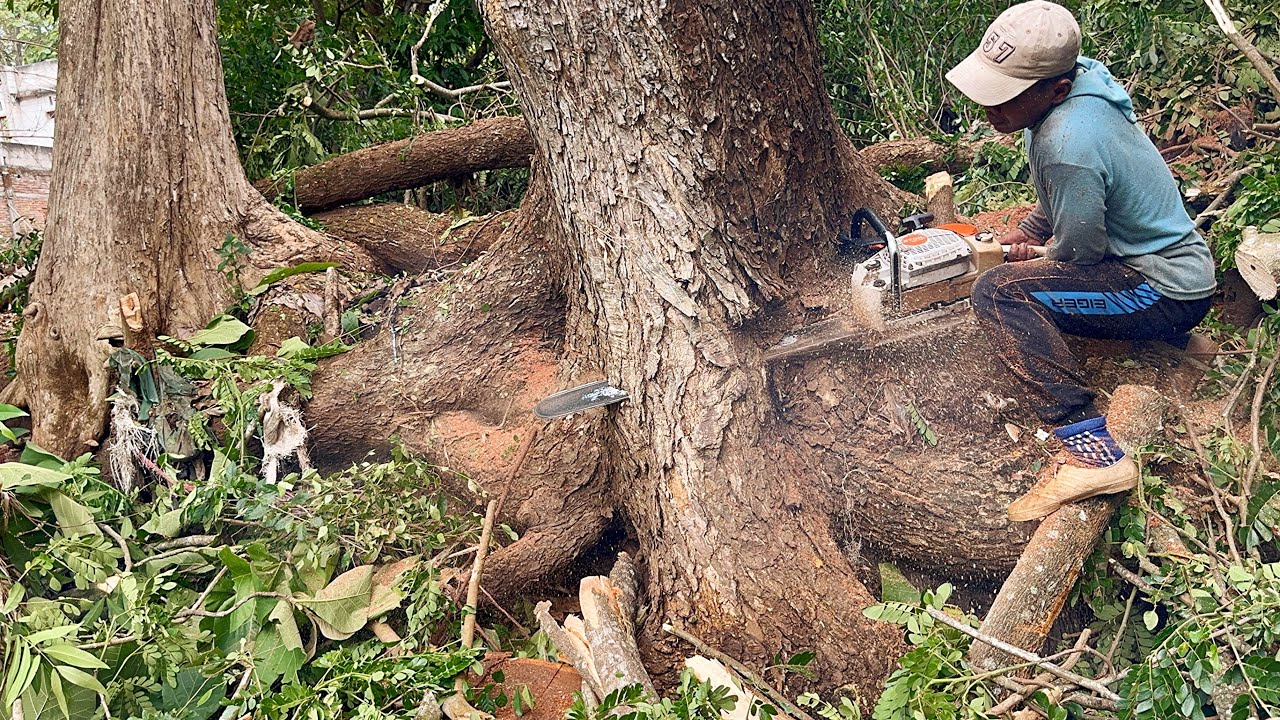 Cutting without mercy‼️ Felling 3 Trembesi trees in a row, Stihl ms881 ...