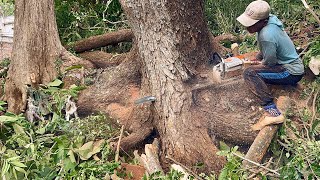 Cutting without mercy‼ Felling 3 Trembesi trees in a row, Stihl ms881 & Husqvarna 395xp.