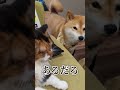 アタイのお金だよ #犬猫アテレコ #柴犬スティーブ