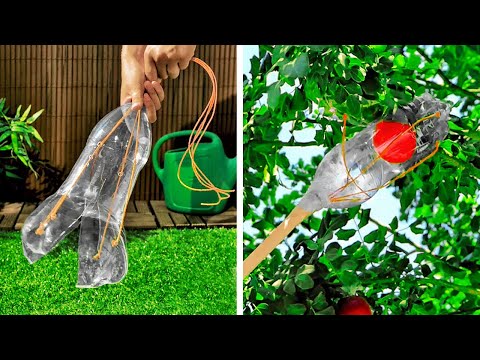 Vídeo: Plantas divertidas para crescer como plantas de casa - jardinagem know-how