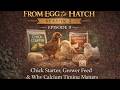 When To Switch Chick Feed Starter Grower Layer Feed Explained From Egg To Hatch S2 E9
