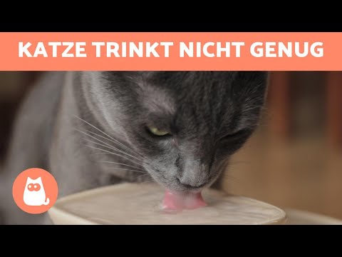 Video: So Bringen Sie Ihre Katze Dazu, Mehr Wasser Zu Trinken