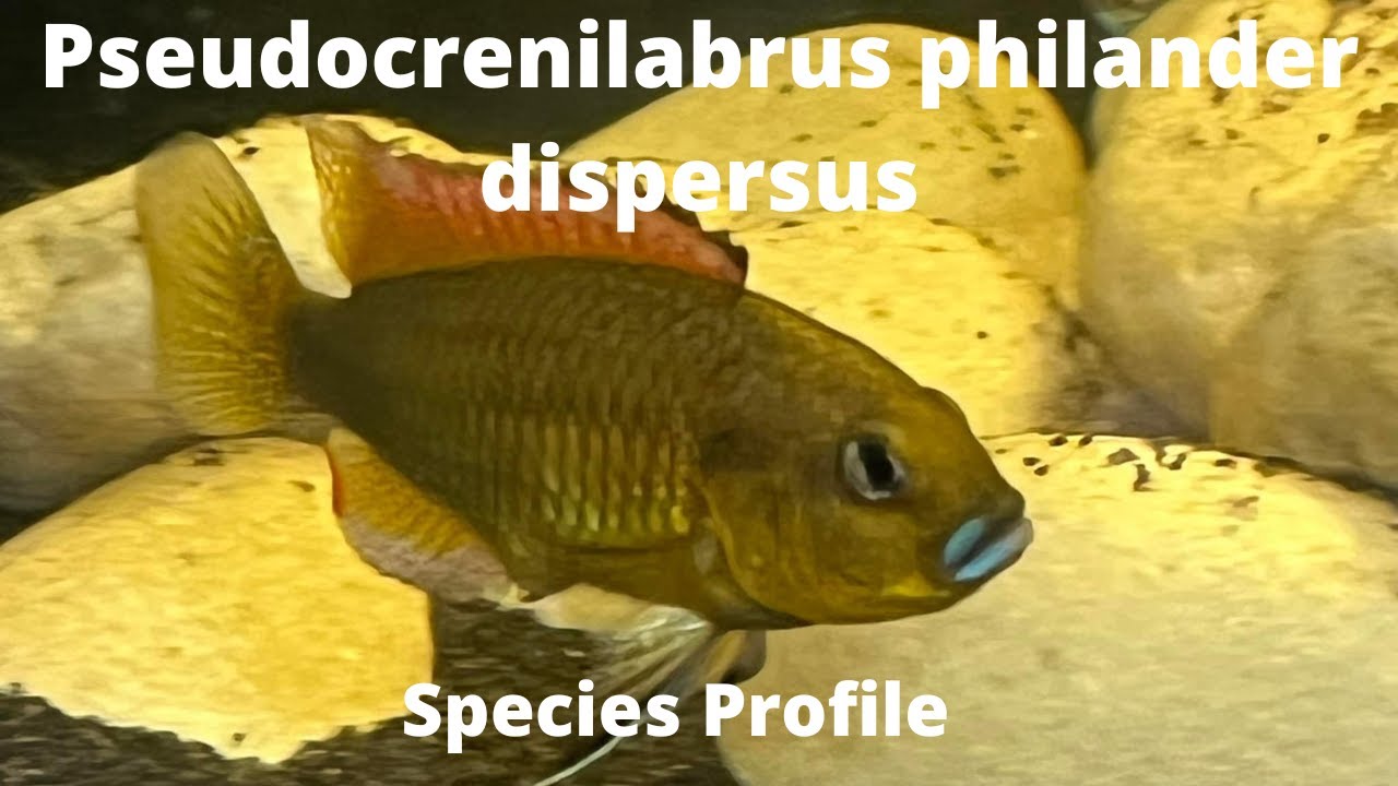 Pseudocrenilabrus philander dispersus Species Profile (Blue Lip Cichlid