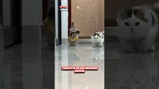 Türkiyede En Çok Beslenen Kediler