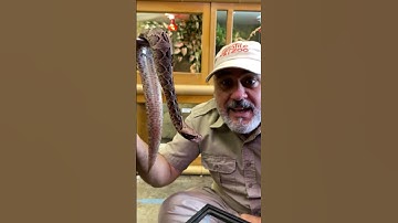 Wow Baby Gaboon Vipers🤩This Snake is Cute and Dangerous #wow #cool #shorts #cute #snake #education