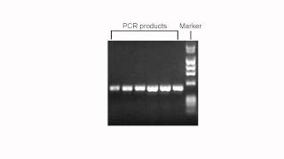 pcr fundamentals