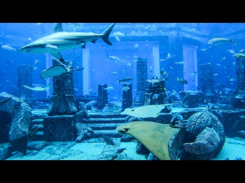 Huge Aquarium at Dubai Atlantis The Palm Hotel and Centre. United Arab Emirates