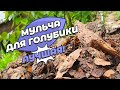 Пожалуй, лучшая мульча для голубики