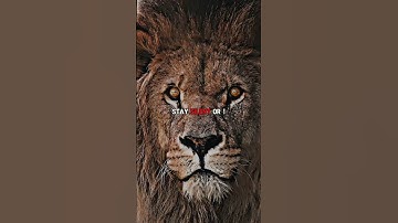 Sigma Rule🔥👿 || Strong Mindset🦁👑 || Motivation quotes #shorts #attitude #sigmarule