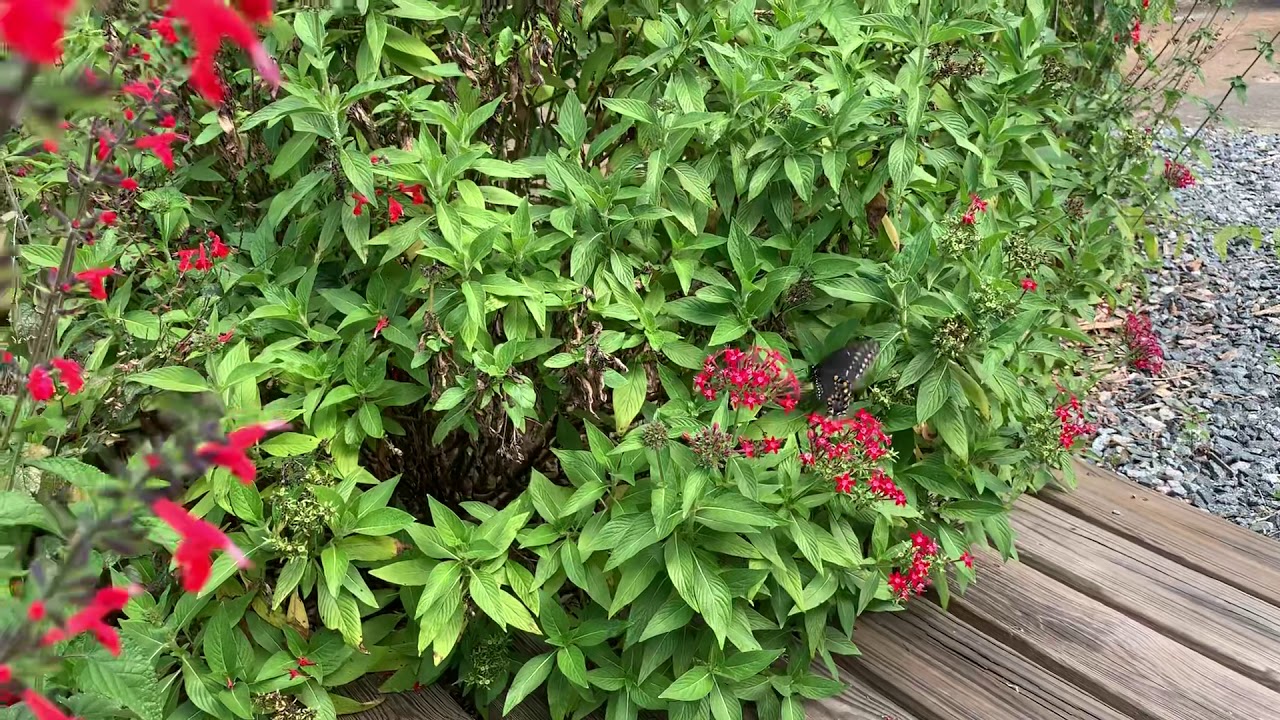 Pollinator Garden Tour