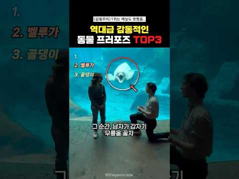 역대급 감동적인 동물프러포즈 Top3#랭킹쇼츠