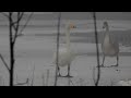 Whooper swan Sangsvane Cygnus cygnus Laulujoutsen Wilde zwaan Лебедь-кликун