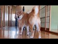 3週間ぶりに会ったおばあちゃん家の柴犬