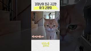 김정난 최근 구조한 아기 고양이