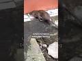 Racun Tikus Paling Efektif Membasmi Tikus