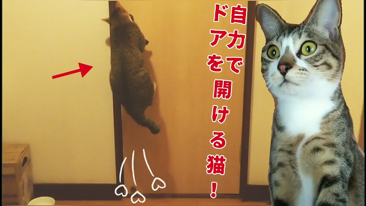 【決定的瞬間】自力でドアを開ける賢い猫！僕はスーパーキャットだにゃ！【面白い】Clever cat opening the door by