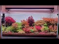 Bright colorful garden under weekaqua p900 pro light