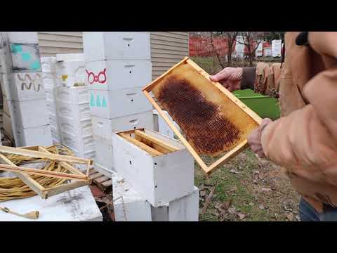 Starter Strips and Bee Chat with Randy Oliver