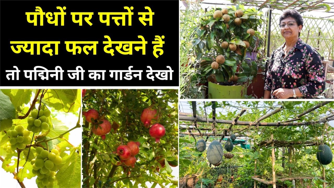 छत को बना दिया फ्रूट गार्डन 🥭🍇🍋 फलों से लदे पौधों को देखकर लोग हैरान, Fruit Terrace garden