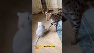 حوار بين قطة برية وقطة بلدي