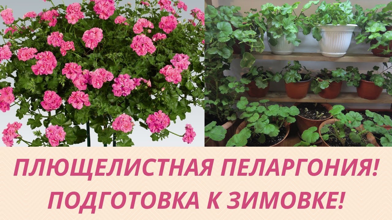 ПОДГОТОВКА ПЛЮЩЕЛИСТНОЙ АМПЕЛЬНОЙ ПЕЛАРГОНИИ К ЗИМОВКЕ! ОБРЕЗКА .УСЛОВИЯ ДЛЯ ЗИМОВКИ,